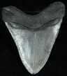 Inch Georgia Megalodon Tooth - Nice Shape #2335-2